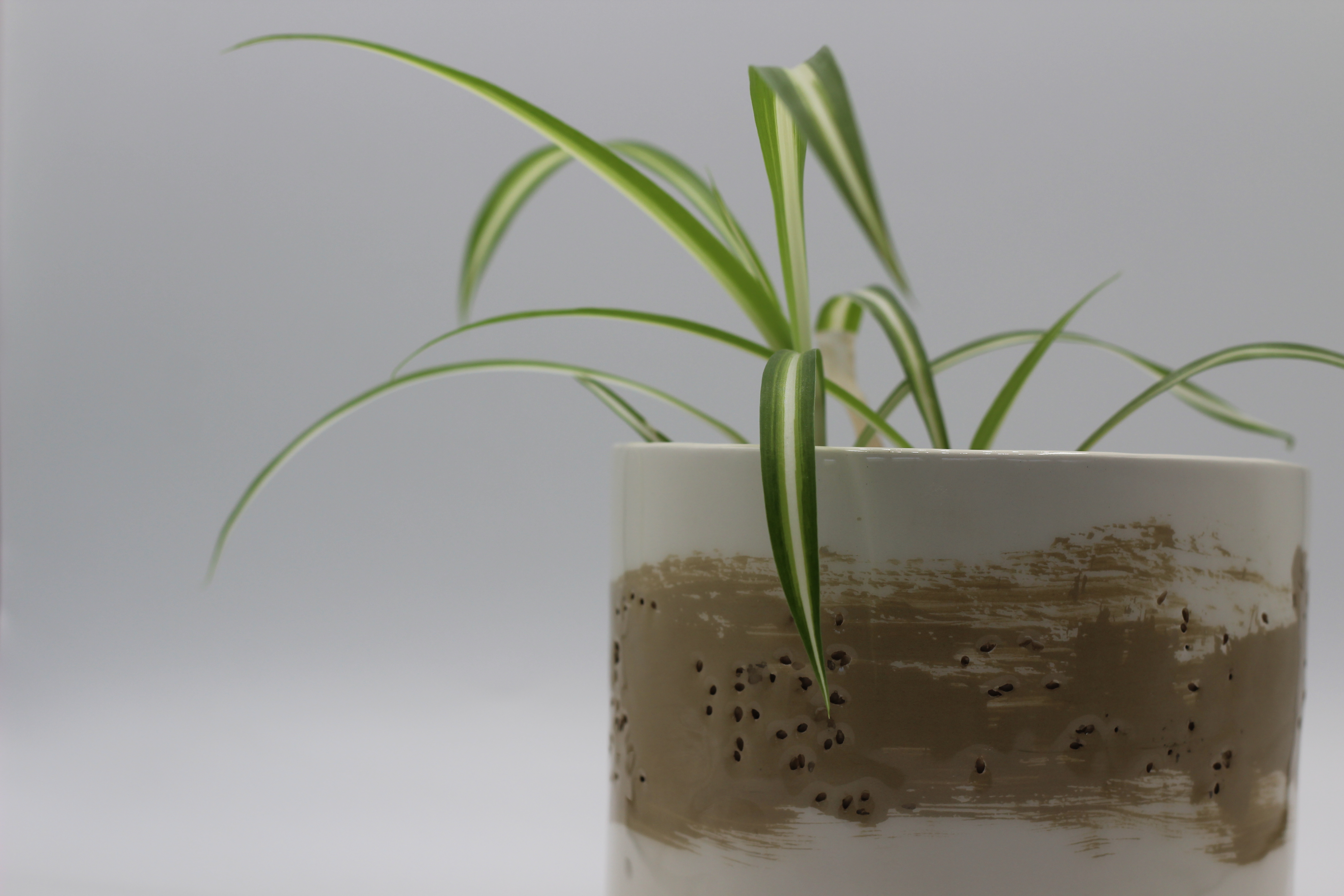 Oxide & Sesame Seed Planter by Megan Keeling